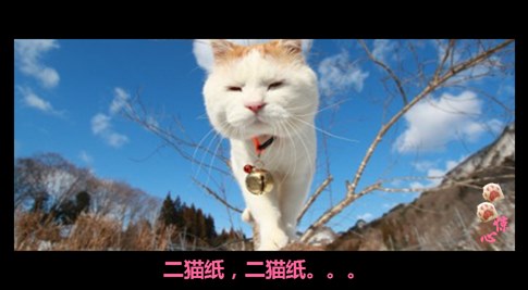 貓叔版步步驚心連續(xù)劇 人類(lèi)已經(jīng)阻止不了貓叔爆萌了