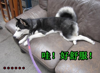 呆萌哈士奇網(wǎng)絡(luò)爆紅 囧表情加設(shè)計(jì)對(duì)白笑翻網(wǎng)友