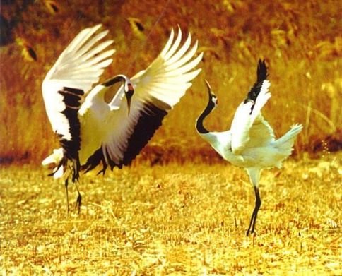 盤(pán)錦紅海灘