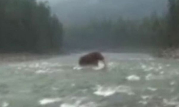 視頻曝俄遠(yuǎn)東驚現(xiàn)史前動物 猛犸象復(fù)活?(圖)