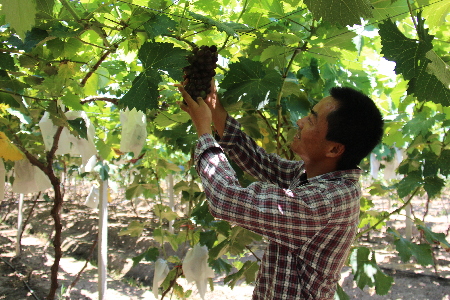 到最美湖區(qū)田園 品最甜大圩葡萄