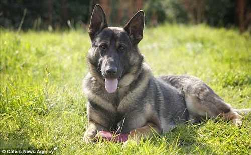 胖狗超重四人抬 懷孕男再獲真愛(ài)