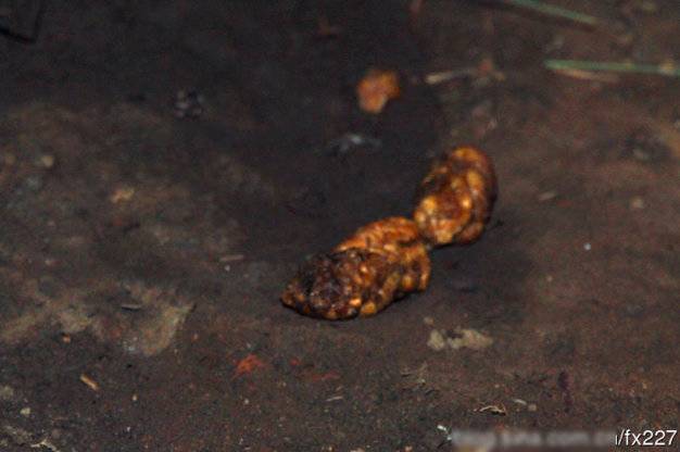 盤點(diǎn)動(dòng)物糞便的奇妙用途