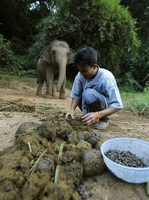 盤(pán)點(diǎn)動(dòng)物糞便的奇妙用途