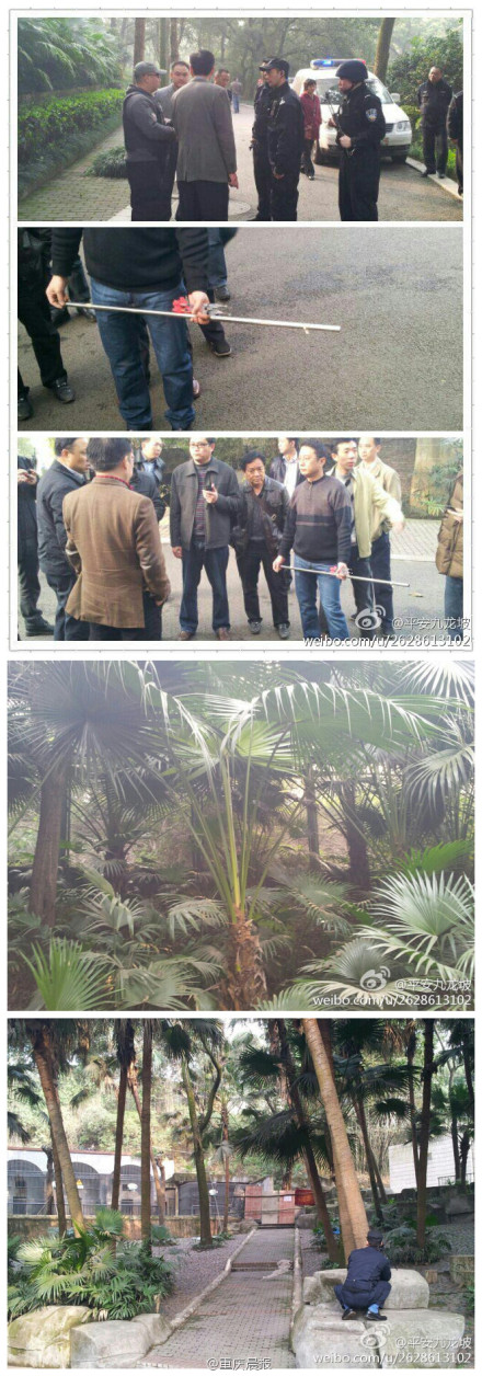 重慶市動(dòng)物園兩頭獅子跑出籠舍 母獅已被擒(圖)