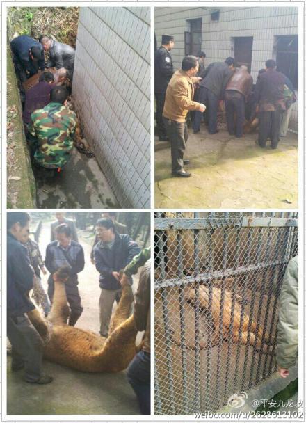 重慶市動(dòng)物園兩頭獅子跑出籠舍 母獅已被擒(圖)