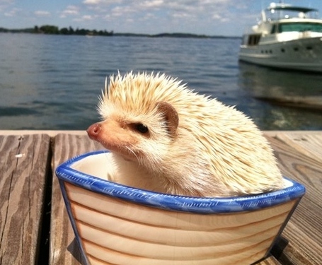 小刺猬也要工作“掙錢(qián)養(yǎng)家”