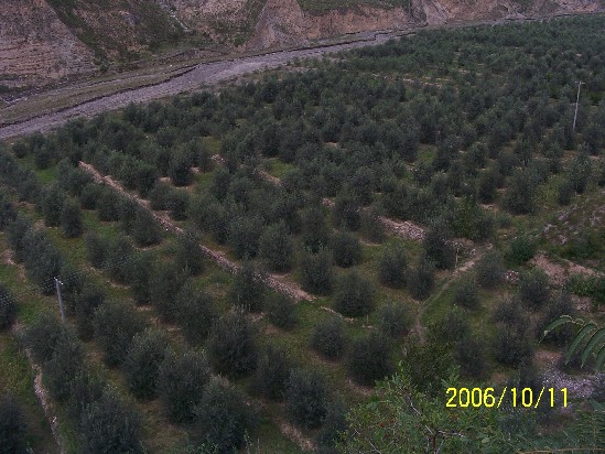 中國(guó)油橄欖產(chǎn)業(yè)甘肅武都一枝獨(dú)秀