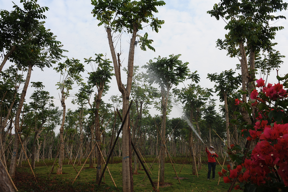 翔安大道兩側(cè)綠化景觀工程二期工程正式啟動