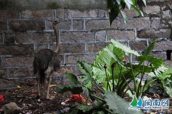 鴕鳥大鬧漳州連撞4小車 警車及200市民一路追鳥