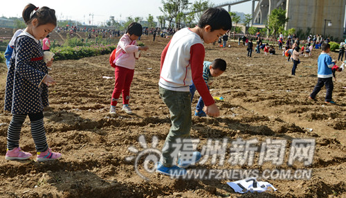 180個(gè)家庭種4千平方米油菜花　南江濱春節(jié)現(xiàn)花海