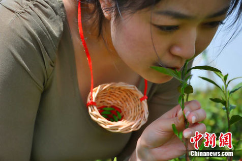 公關(guān)公司稱為復原傳說策劃信陽“處女唇茶”(圖)