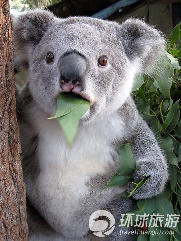 欣賞世界上最可愛的動(dòng)物