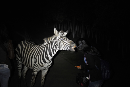 全國首個(gè)探秘型山地夜間動物園開放