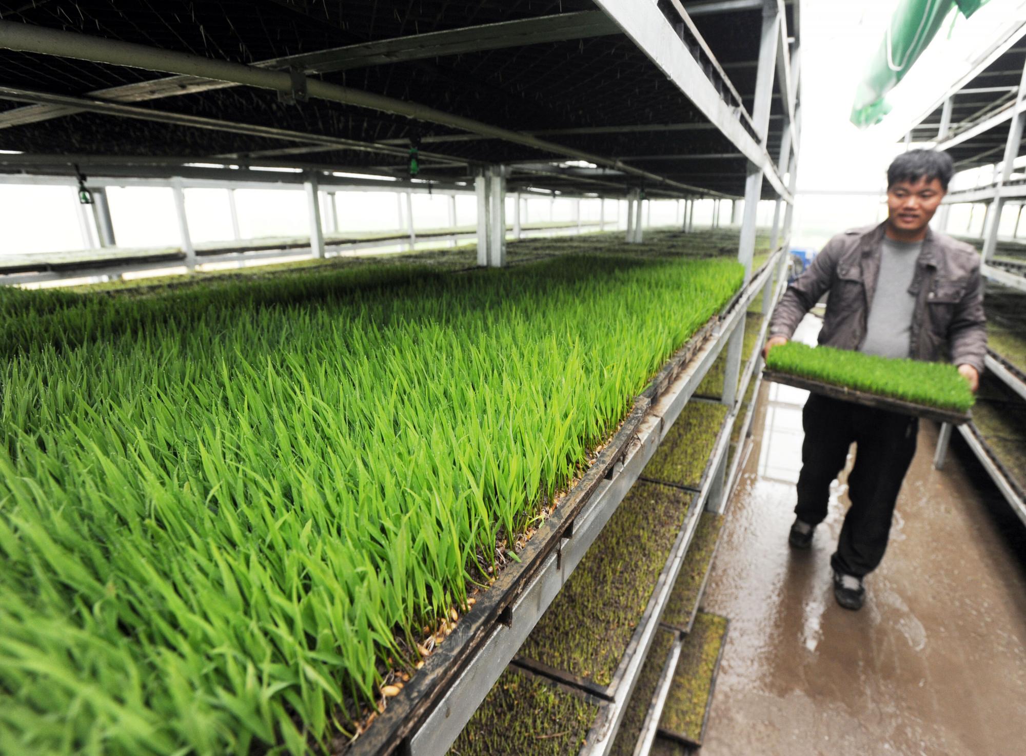 浙江:春到“育秧工廠”