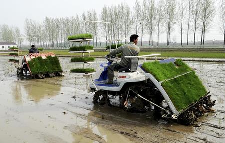 春光明媚忙插秧