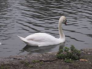 垢心怡交流感言:云霧倫敦行