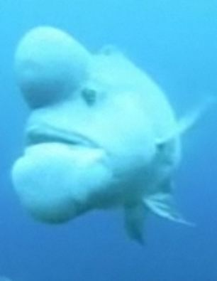 世界最丑魚現(xiàn)身日本海域？頭上長大包綽號“史萊克”