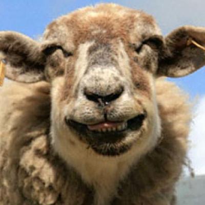圖：誰說動物不會笑？歡喜表情堪比人