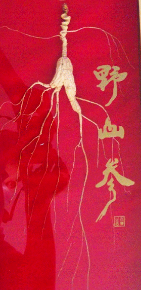 金馬甲發(fā)售野山參，認購價千元是否離譜？