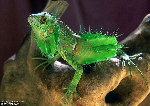 知名藝術(shù)網(wǎng)站擺圖片設(shè)計(jì)擂臺(tái)賽（組圖）