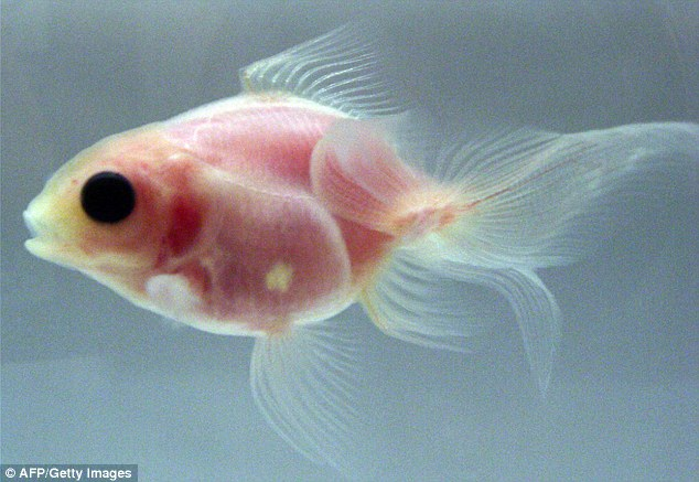 日本科學(xué)家成功培育出透明金魚 心臟大腦清晰可見