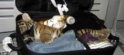 行李箱內(nèi)驚現(xiàn)虎崽！泰國機場警察抓住大膽走私女子