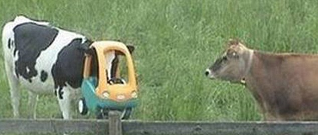 動(dòng)物也瘋狂！ 糗事連連各種被“卡”