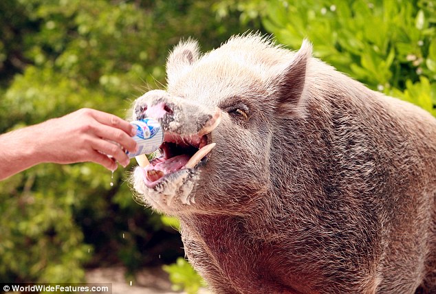 每天吃喝玩樂(lè)是主業(yè)！巴哈馬小豬悠閑生活令人羨