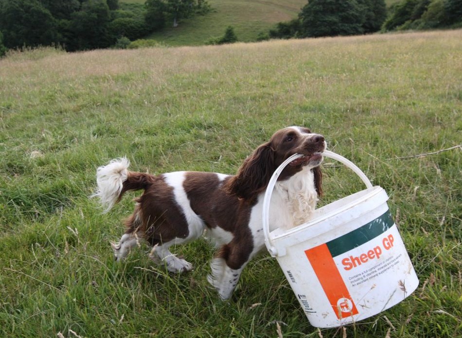 英國(guó)牧羊犬變身“奶媽” 叼奶瓶喂小羊羔畫(huà)面超有愛(ài)