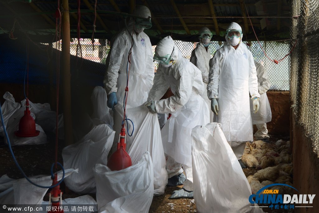 為防禽流感蔓延 尼泊爾捕殺禽類50萬只(高清組圖)