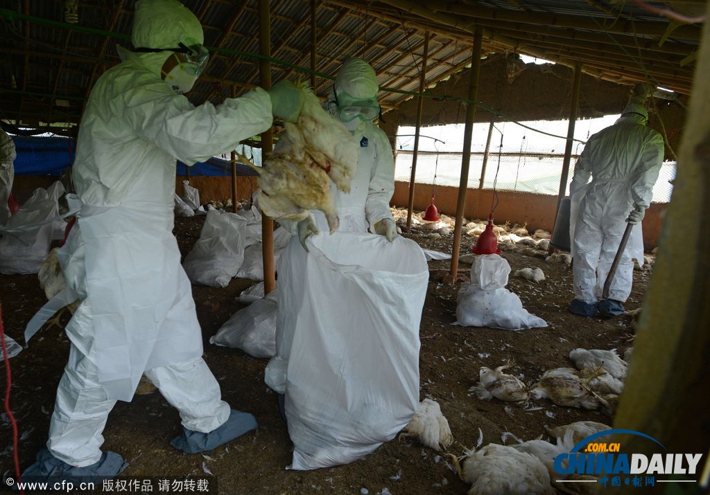 為防禽流感蔓延 尼泊爾捕殺禽類50萬(wàn)只（高清組圖）