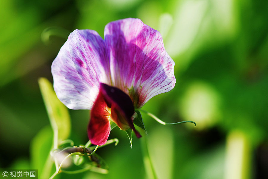 踏青季：春天盛開的9種鮮花 哪一種最美？（組圖）