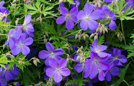 全球變暖會(huì)使花變得更香？