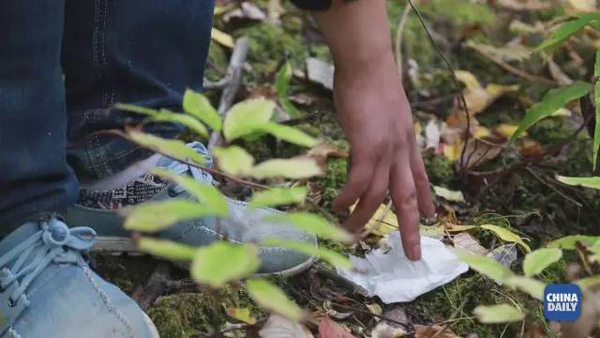 小康之路：他們曾經(jīng)是伐木人，如今卻成了護林員和藏香廠老板丨解碼中國