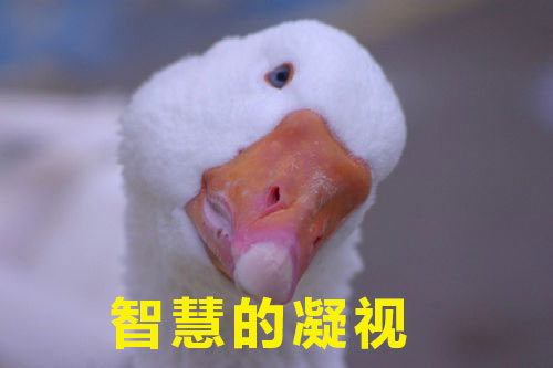 如何高級又委婉地表達“你很蠢”？