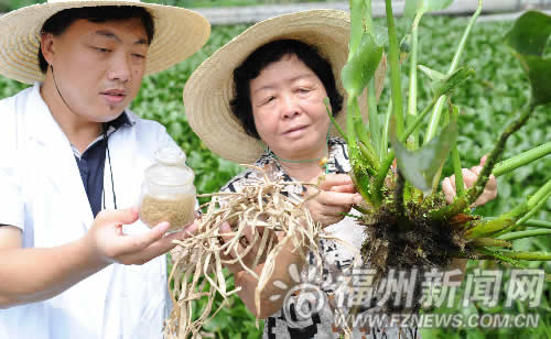 省農(nóng)科院取得突破性成果　水葫蘆可開(kāi)發(fā)出化妝品