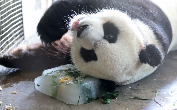 Panda chills out with cool meal